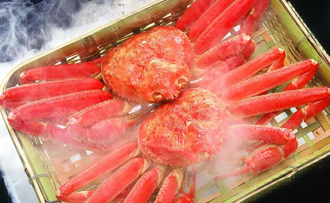 Live snow crab from the Sea of Okhotsk