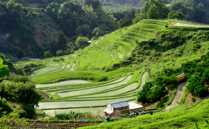 Intensive Farming In Japan - Farm House